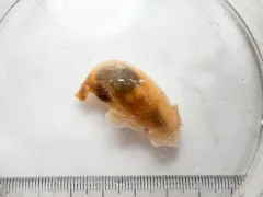 dwarf warty pleurobranch thumbnail 1