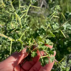 desert gooseberry thumbnail 4