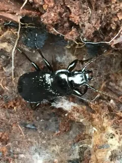 Pterostichus punctatissimus thumbnail 3