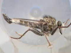 Harvey Hammertail thumbnail 4