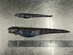 Doubleline Eelpout thumbnail 4