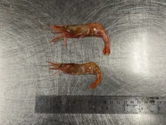 Aesop Shrimp thumbnail 3