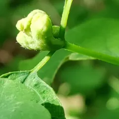 Snowberry Sawfly thumbnail 4