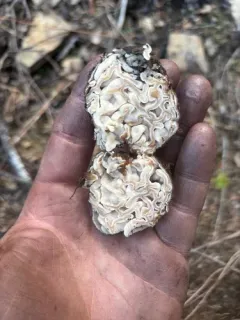 Geopora cooperi thumbnail 4
