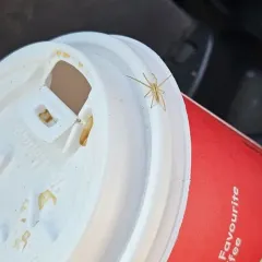 Maritime Running Crab Spider thumbnail 3