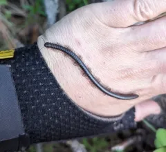 Californiulus parvior thumbnail 1