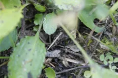 Brunner's Grouse Locust thumbnail 4