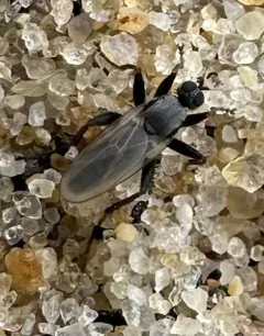 Chersodromia inusitata thumbnail 1