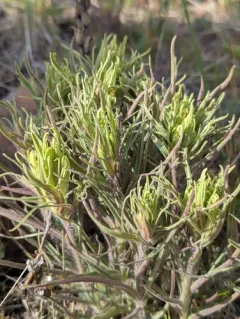 Pale Wallowa paintbrush thumbnail 2