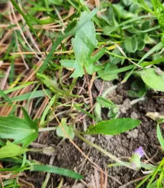 Glade Violet thumbnail 4