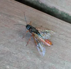 Sirex abietinus thumbnail 4