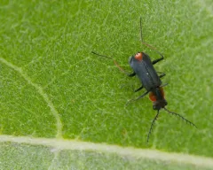 Malachius horni thumbnail 2