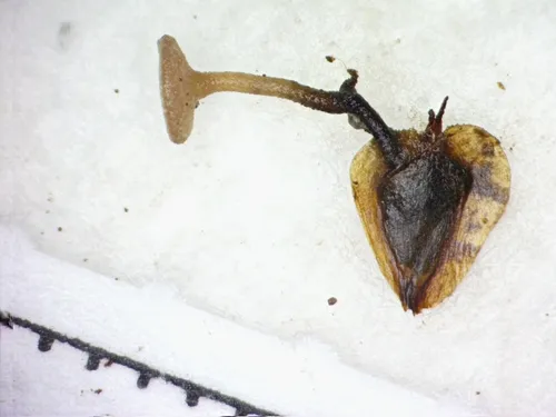Ciboria betulae