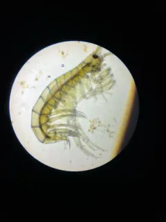 Ellis Bog Crangonyctid thumbnail 1