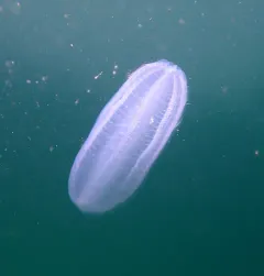 Abyssal Comb Jelly thumbnail 4
