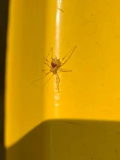 Purple-spotted Lily Aphid thumbnail 4