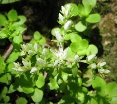 woodland stonecrop thumbnail 3