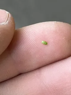 Cacopsylla peregrina thumbnail 3