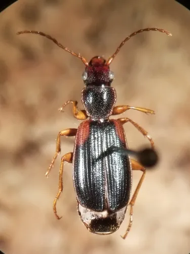 Cymindis borealis