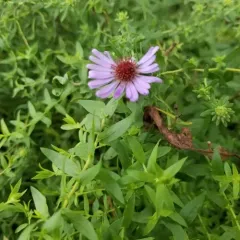Aromatic Aster thumbnail 4