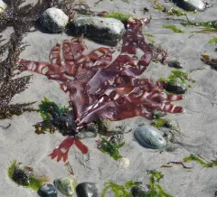 Devaleraea mollis thumbnail 3