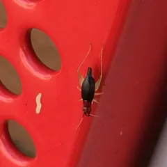 Red-headed Bush Cricket thumbnail 4