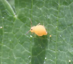 Bourletiella arvalis thumbnail 2