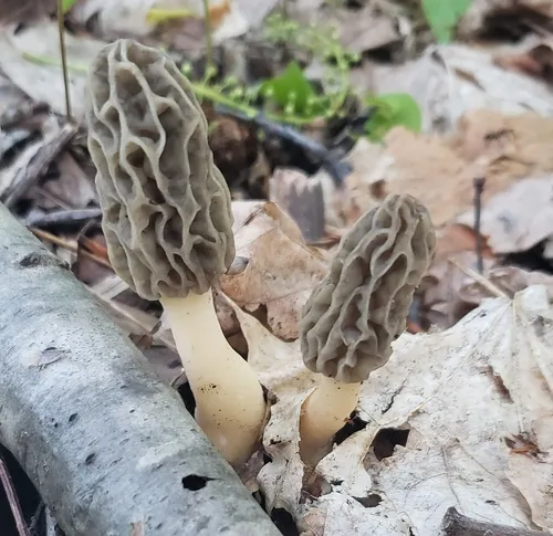 Tulip Morel