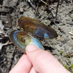 Lake Floater thumbnail 3