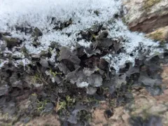 Leptogium hibernicum thumbnail 1