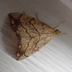 Purple-backed Cabbageworm Moth thumbnail 3