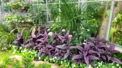 Strobilanthes auriculata thumbnail 3