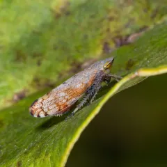 Privet Leafhopper thumbnail 4