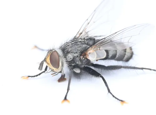 Tachinomyia nigricans