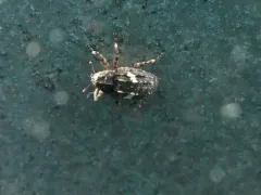 Eubulus bisignatus thumbnail 4