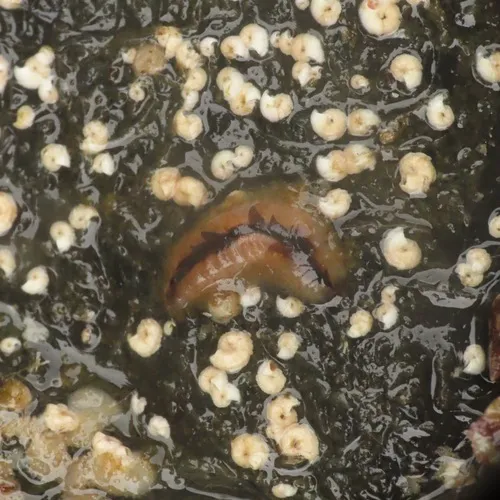 Fifteen-scaled Worm