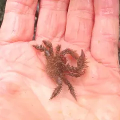 Hairy Crab thumbnail 4