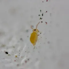 Deuterosminthurus russatus thumbnail 4