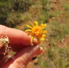 serpentine groundsel thumbnail 4