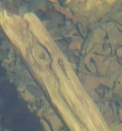 Prickly Sculpin thumbnail 4
