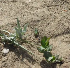 Badlands Tiger Beetle thumbnail 1