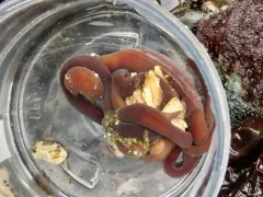 Micrura wilsoni thumbnail 2
