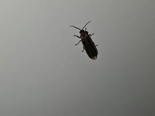 Punctate firefly