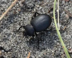 Eleodes constricta thumbnail 3