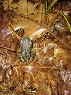 Eastern Spadefoot thumbnail 3