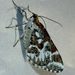 Stamnodes marmorata thumbnail 3