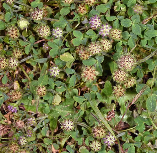 Bearded Clover
