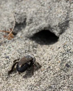 Habropoda miserabilis thumbnail 4
