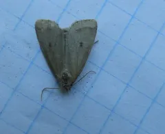 Spartina Borer Moth thumbnail 3
