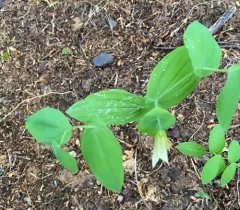 perfoliate bellwort thumbnail 3